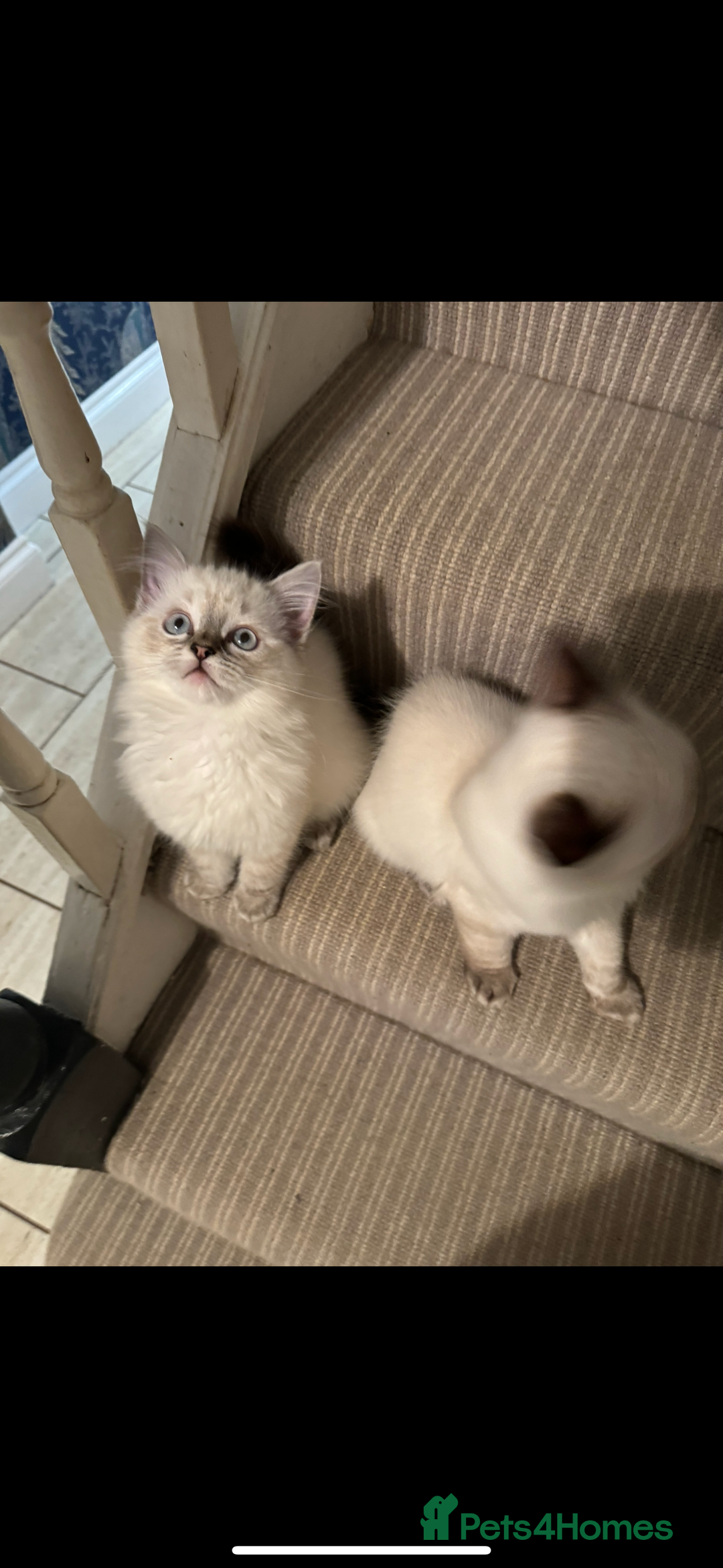 Ragdoll cats for sale: Stunning Ragdoll babies READY NOW! - Advert 8