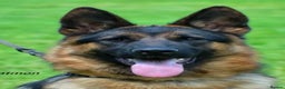 German Shepherd dogs for sale: Outstanding All Black Male  - Advert 22