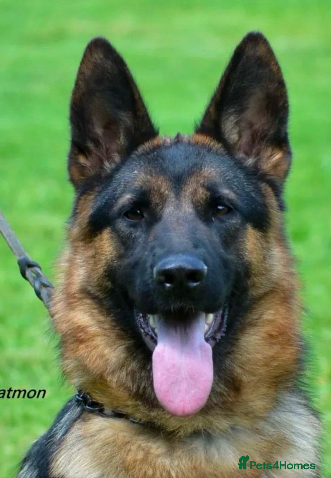 German Shepherd dogs for sale: Outstanding All Black Male  - Advert 22