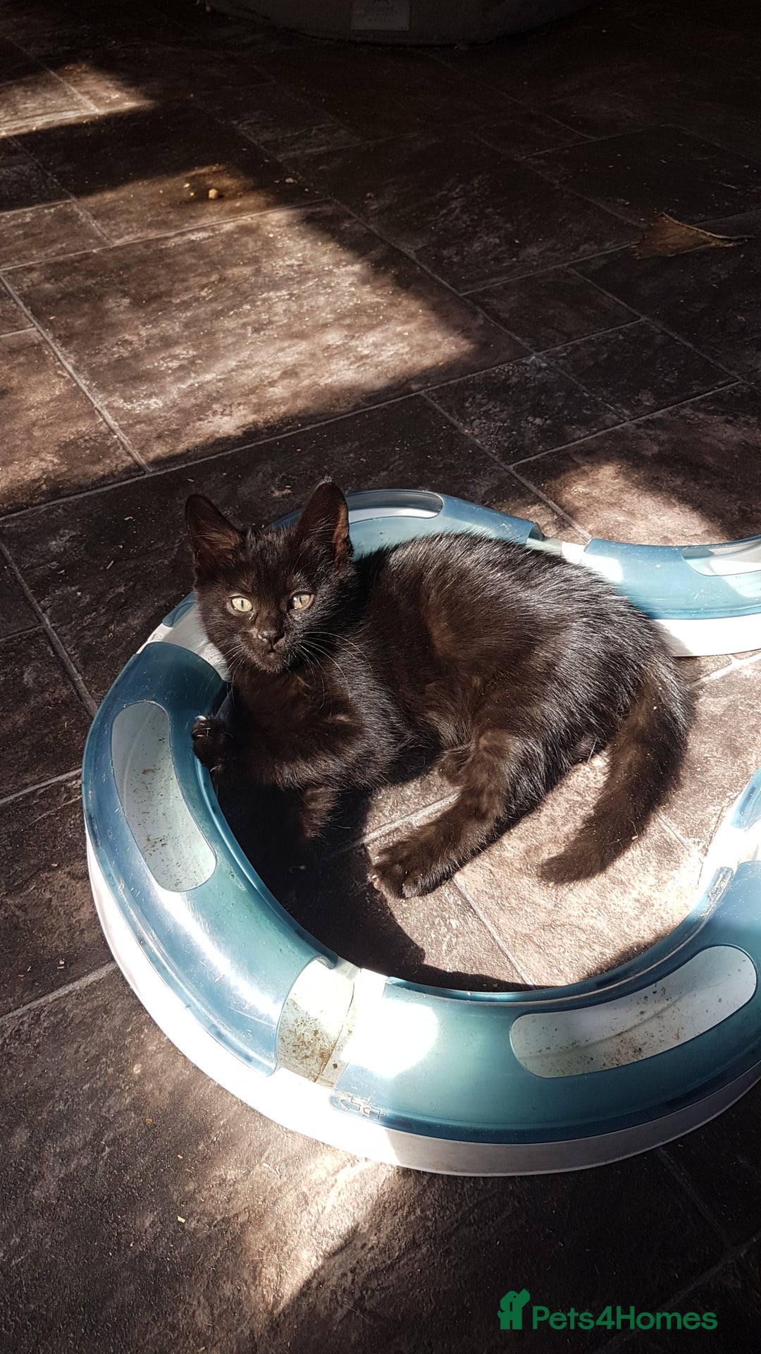 Mixed Breed cats for sale: Lovely Bengal Cross Kittens - Image 11