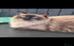 Ragdoll cats for sale: Ragdoll kittens  - Image 3