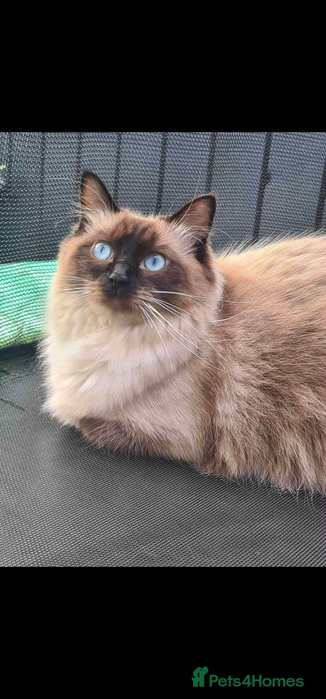 Ragdoll cats for sale: Ragdoll kittens  - Image 3