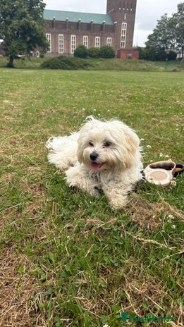 Bichon Frise dogs - Advert 15