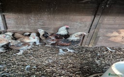 Chickens poultry for sale: Cockerals free to a good home - Image 5