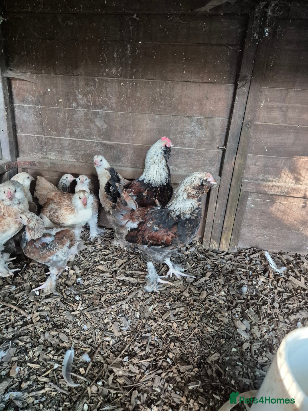 Chickens poultry for sale: Cockerals free to a good home - Image 5