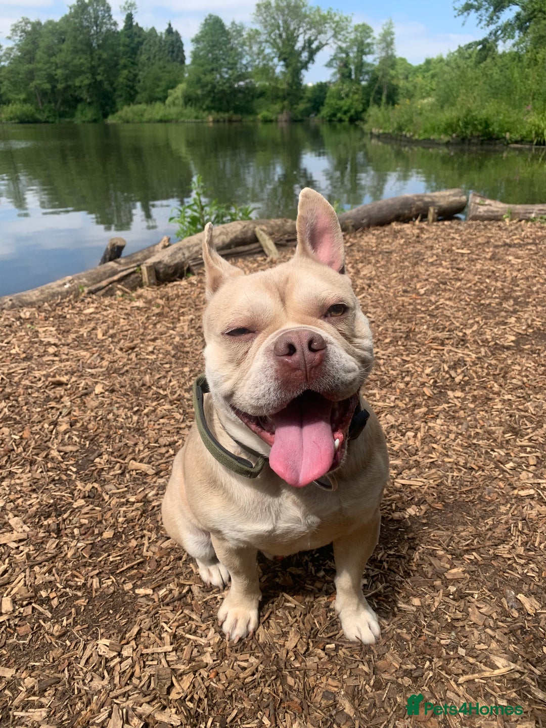 Mixed Breed dogs for sale: Hugo male  - Image 1
