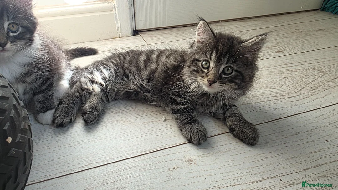 Mixed Breed cats for sale: Kittens-Fluffy Tabby Kittens for Sale - Advert 2