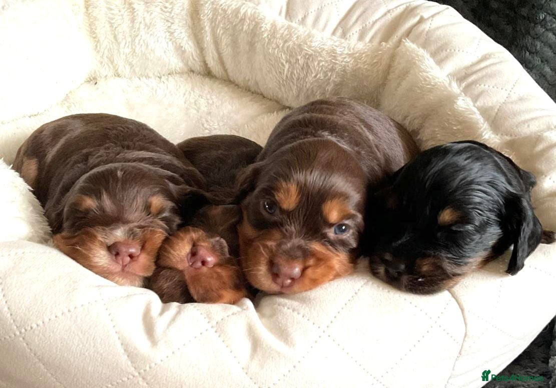 Cocker Spaniel dogs Extensively Health tested cocker spaniels Puppies  - Advert 4