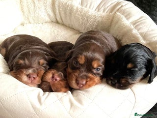 Cocker Spaniel dogs Extensively Health tested cocker spaniels Puppies - Advert 8