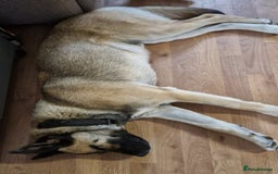 Mixed Breed dogs for sale: half husky mixed breed boy (neutered) - Image 2