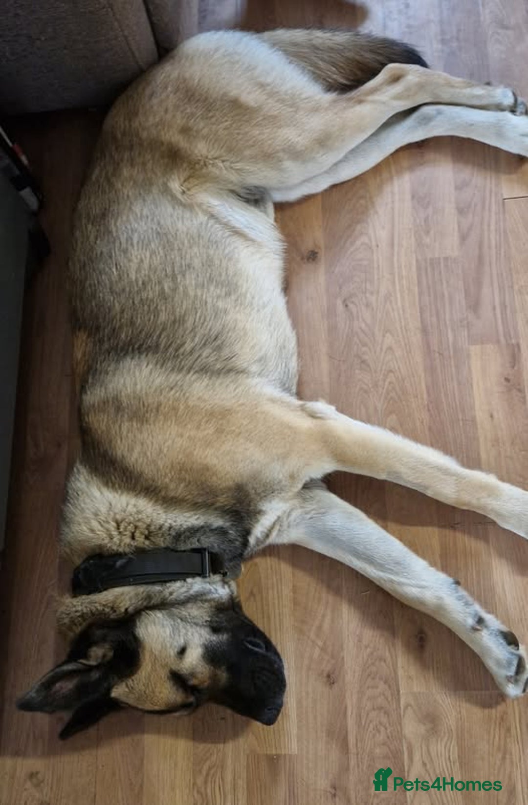 Mixed Breed dogs for sale: half husky mixed breed boy (neutered) - Image 2