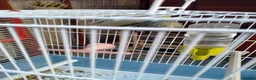 Parrots birds for sale: PAIR OF CELESTIAL PARROLETS LARGE CAGE ON WHEELS - Advert 11