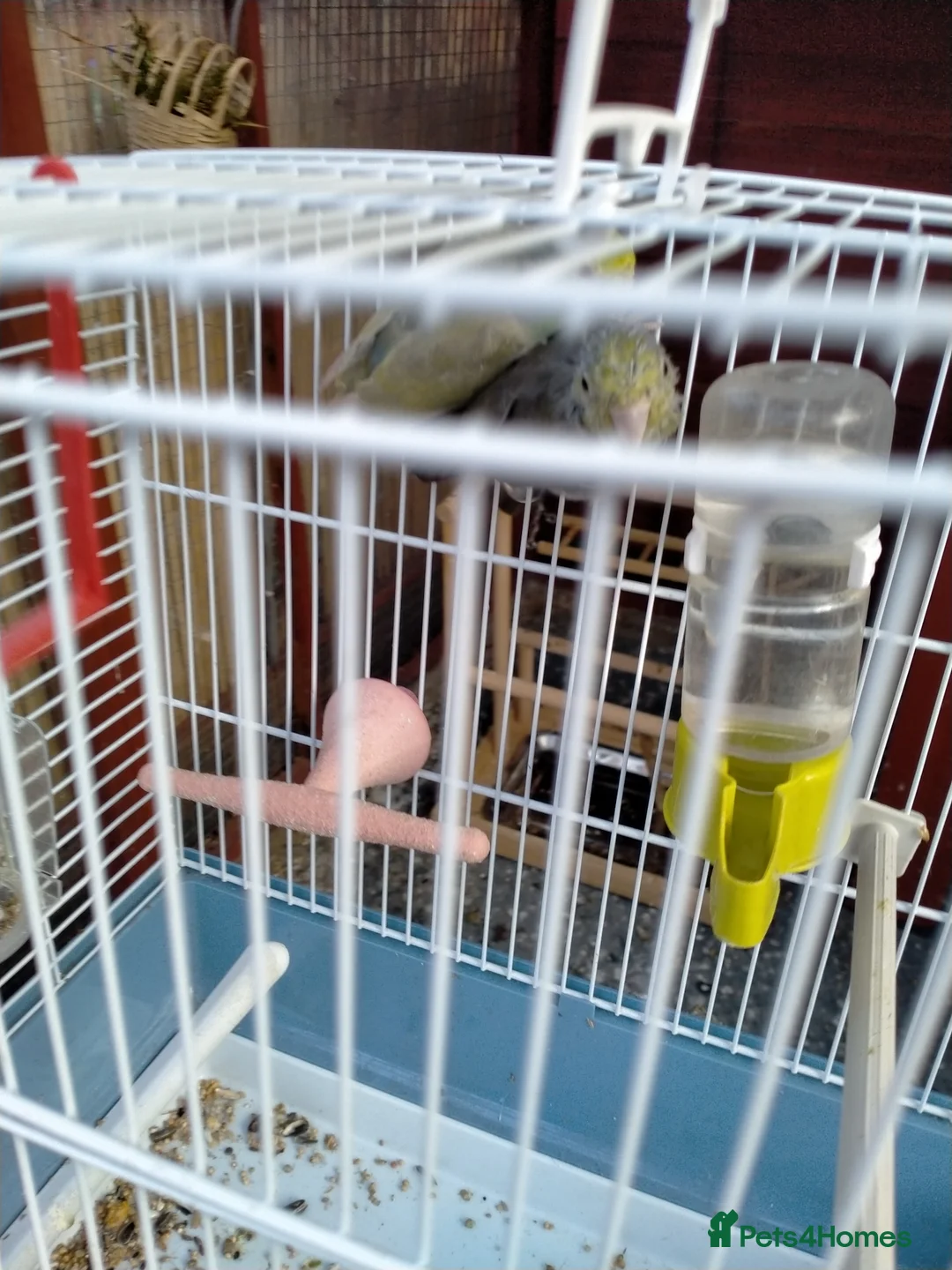 Parrots birds for sale: PAIR OF CELESTIAL PARROLETS LARGE CAGE ON WHEELS - Advert 11
