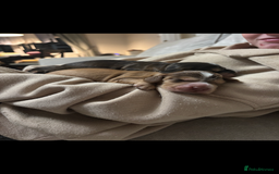 Cocker Spaniel dogs for sale: ✨ Gorgeous Litter of 6 Show Cocker Spaniels✨ - Image 9