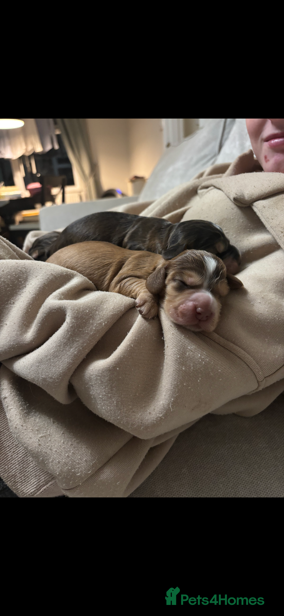 Cocker Spaniel dogs for sale: ✨ Gorgeous Litter of 6 Show Cocker Spaniels✨ - Image 9