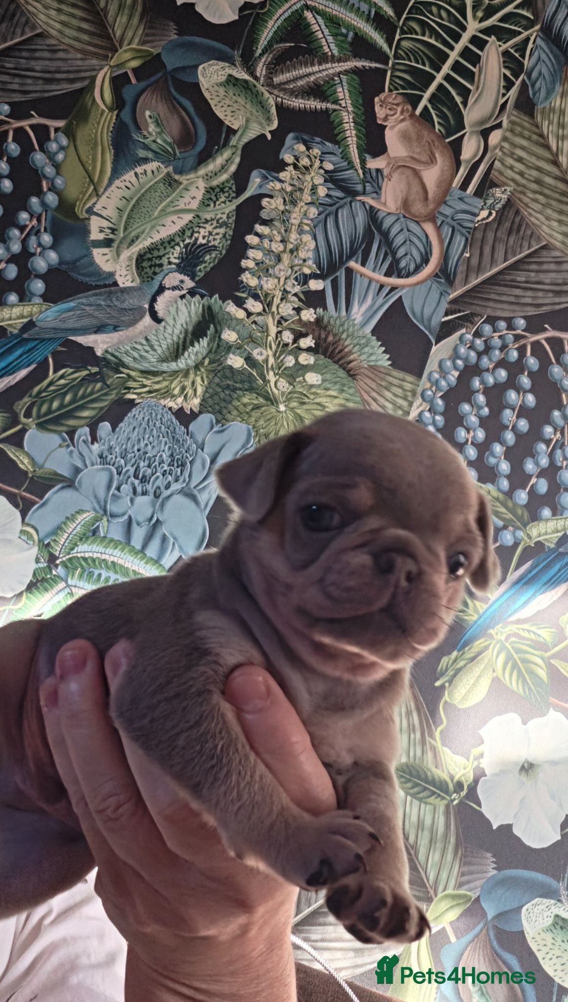 Pug dogs Stunning colourful litter of pugs - Advert 14