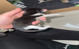 Mixed Breed cats for sale: 1 male kitten  - Advert 4