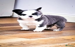 French Bulldog dogs for sale: Top Notch French Bulldog puppies  - Image 12