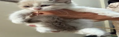 Ragdoll 1