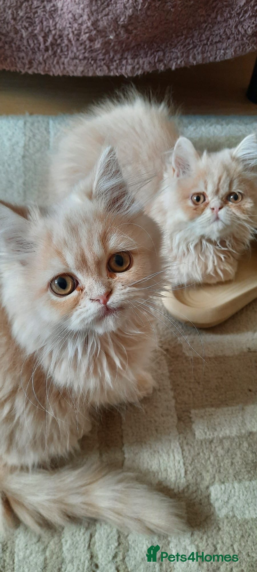 Persian cats 6 Beautiful Persian Chinchilla Kittens  - Advert 5