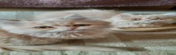 Persian cats for sale: 6 Beautiful Persian Chinchilla Kittens  - Advert 4