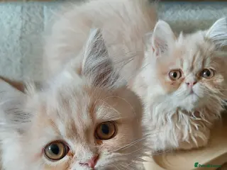 Persian cats 6 Beautiful Persian Chinchilla Kittens - Advert 11