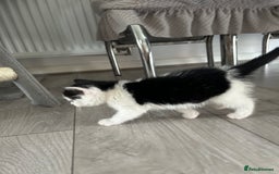 Domestic Shorthair cats for sale: Kitten - Image 2