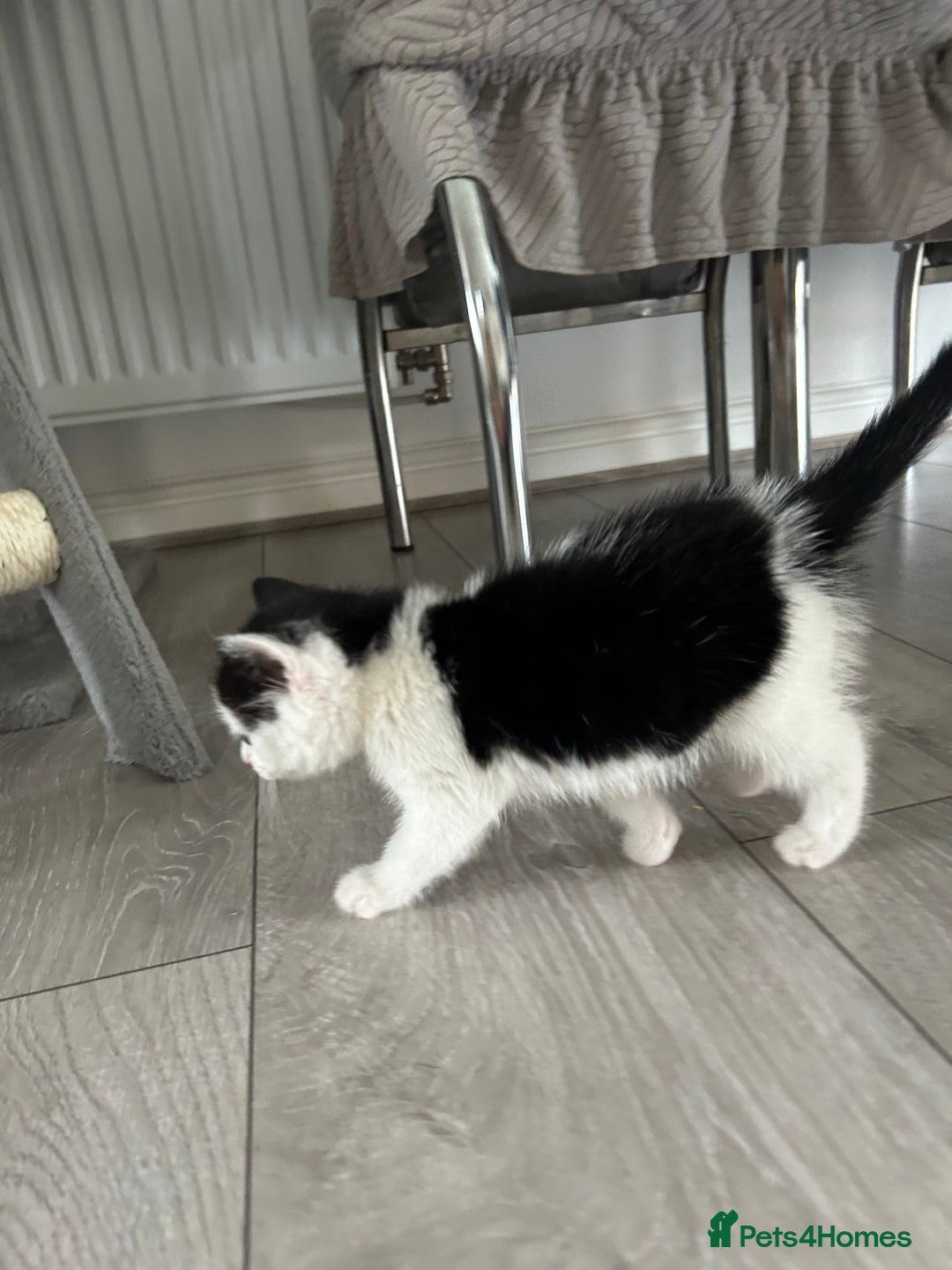 Domestic Shorthair cats for sale: Kitten - Image 2