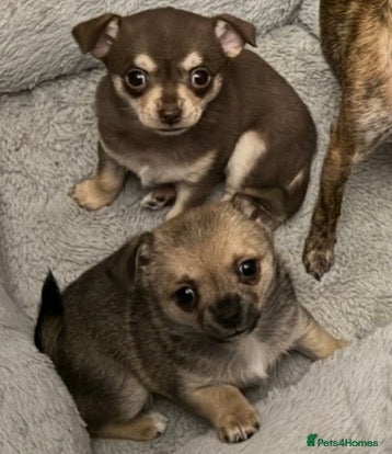 Chihuahua dogs 2 Female chihuahua puppies  - Advert 15