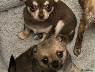 Chihuahua dogs 2 Female chihuahua puppies - Advert 15