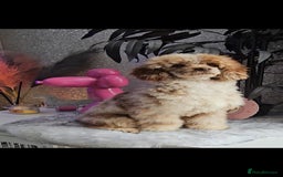 Miniature Poodle dogs for stud: Chocolate merle miniature poodle stud - Image 4