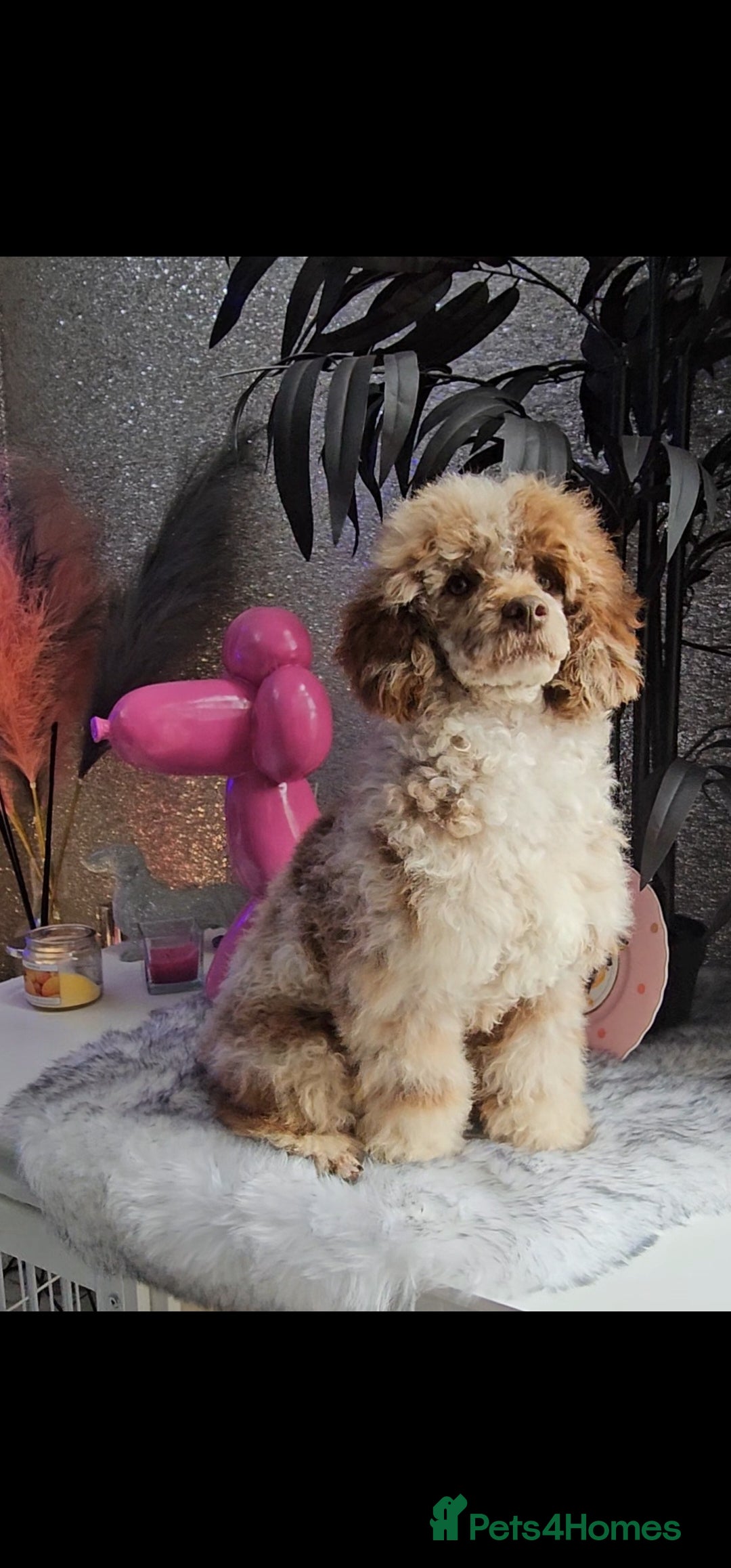 Miniature Poodle dogs for stud: Chocolate merle miniature poodle stud - Image 4