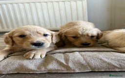 Golden Retriever dogs for sale: Stunning Top Quality Lines Golden Retriever Pups - Image 9