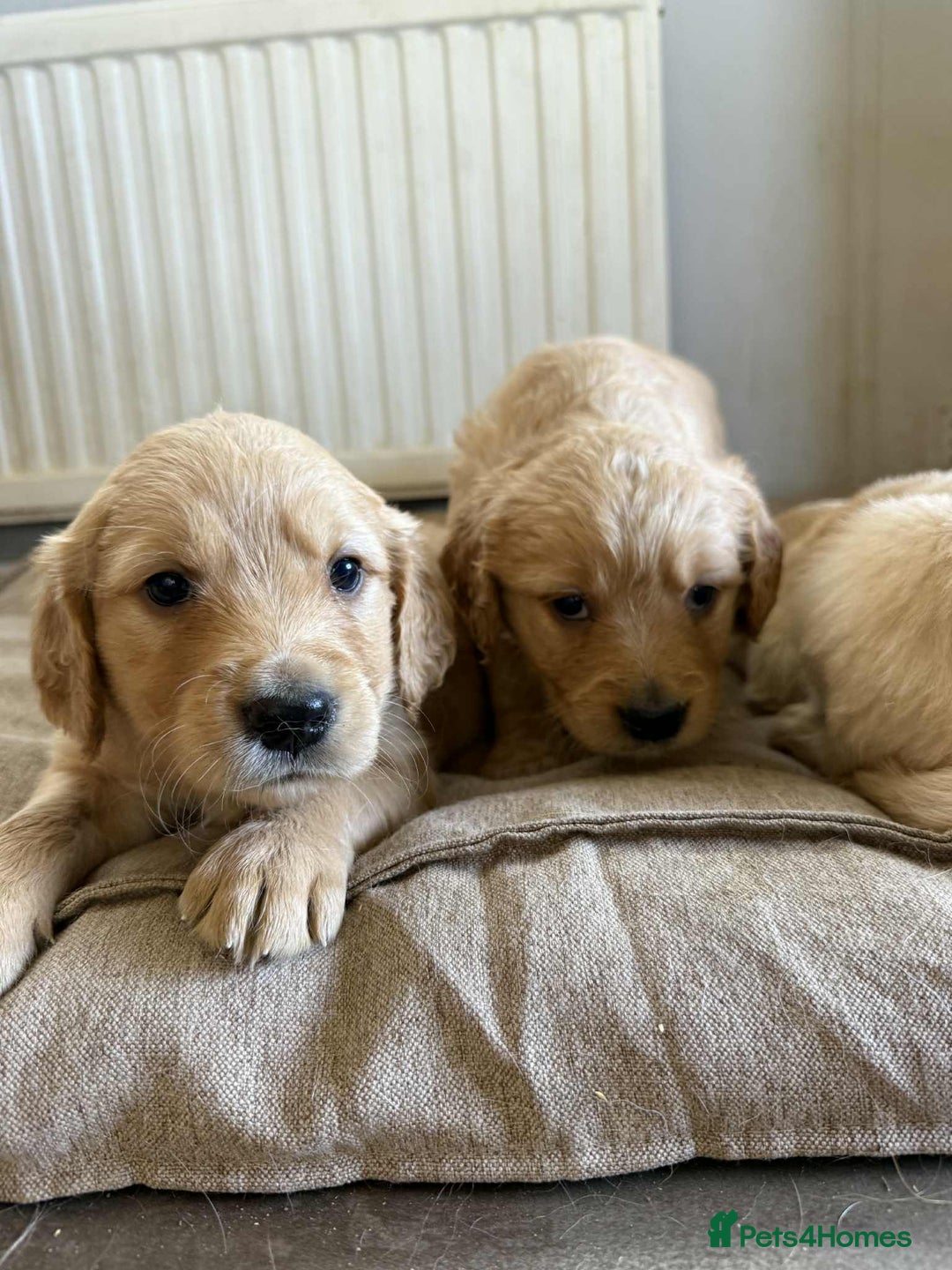 Golden Retriever dogs for sale: Stunning Top Quality Lines Golden Retriever Pups - Image 9
