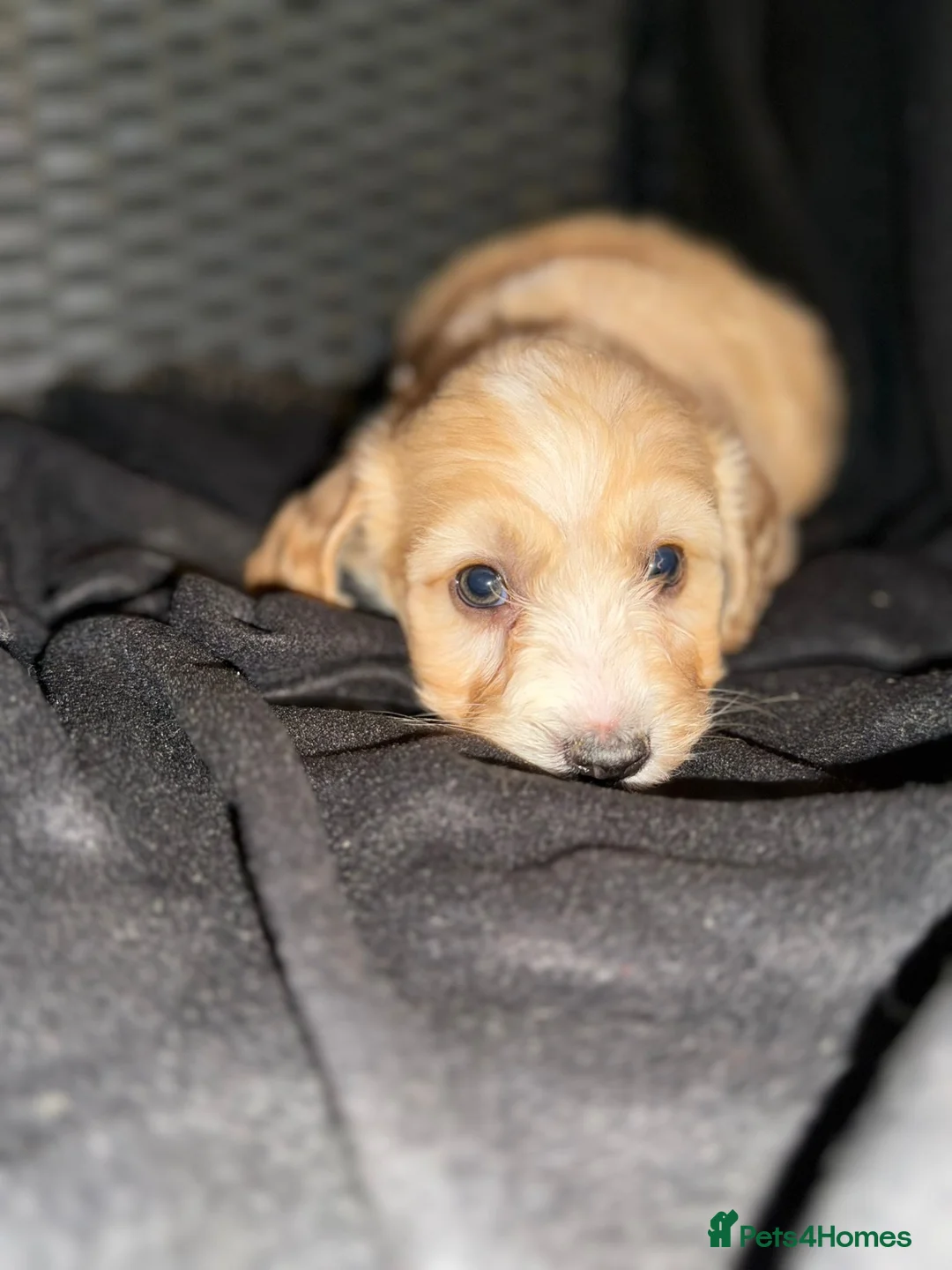 Cockapoo dogs for sale: Adorable puppies  - Advert 11