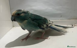 Parakeets birds for sale: Male blue pied spangle, split to cream kakariki - Image 4
