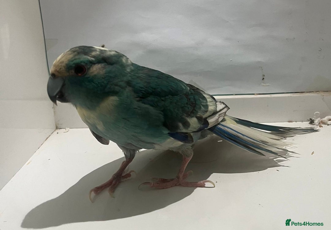 Parakeets birds for sale: Male blue pied spangle, split to cream kakariki - Image 4
