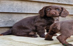 Cocker Spaniel dogs for sale: Cocker Spaniel Puppies  - Advert 1