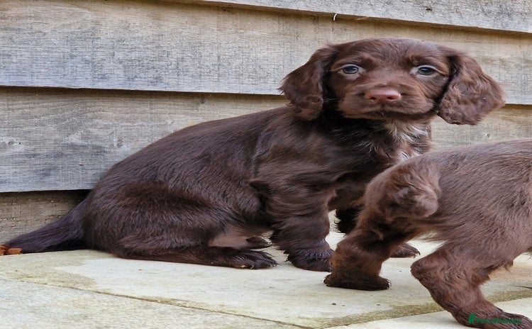 Cocker Spaniel dogs Cocker Spaniel Puppies  - Advert 1