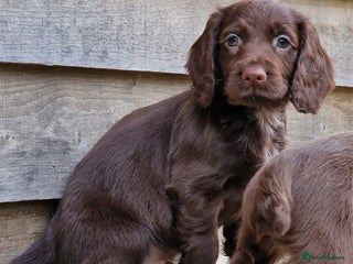 Cocker Spaniel dogs Cocker Spaniel Puppies - Advert 4
