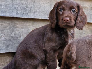 Cocker Spaniel dogs Cocker Spaniel Puppies - Advert 13