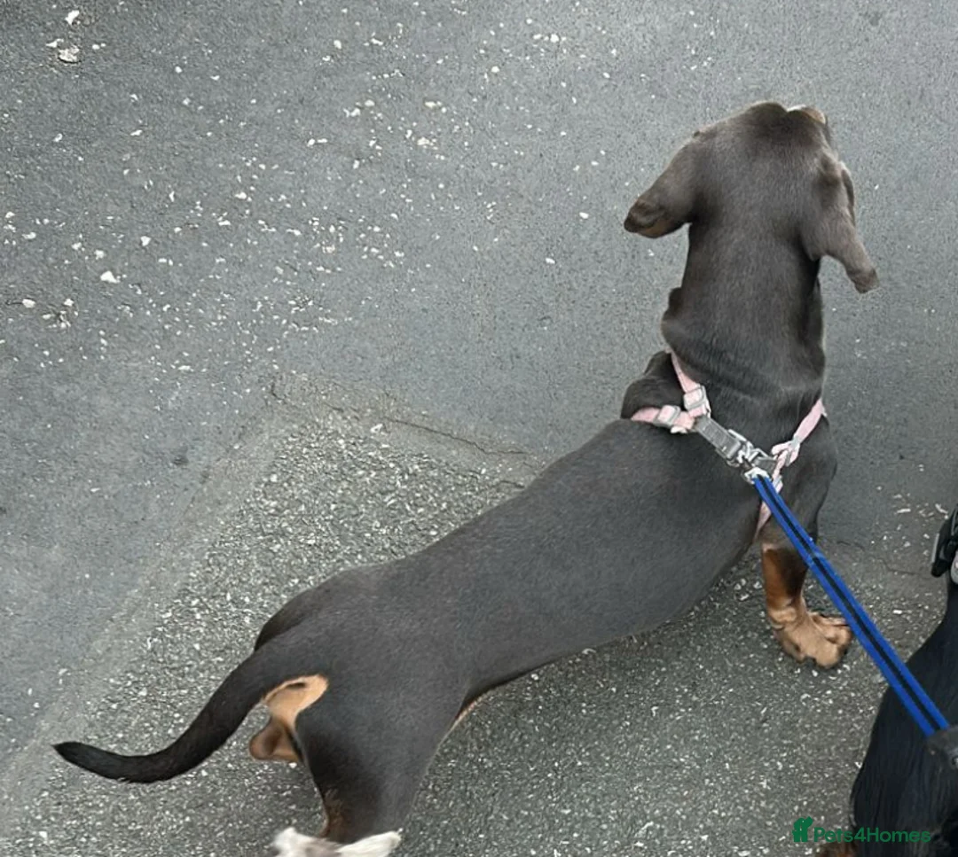 Miniature Dachshund dogs for stud: For stud - Advert 2