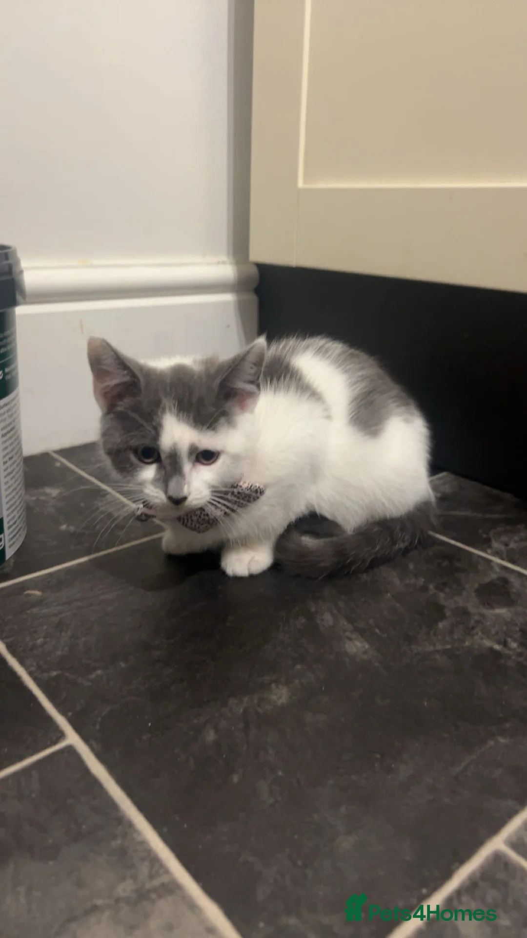 Mixed Breed cats for sale: Beautiful mix breed cat in Cleethorpes - Advert 8