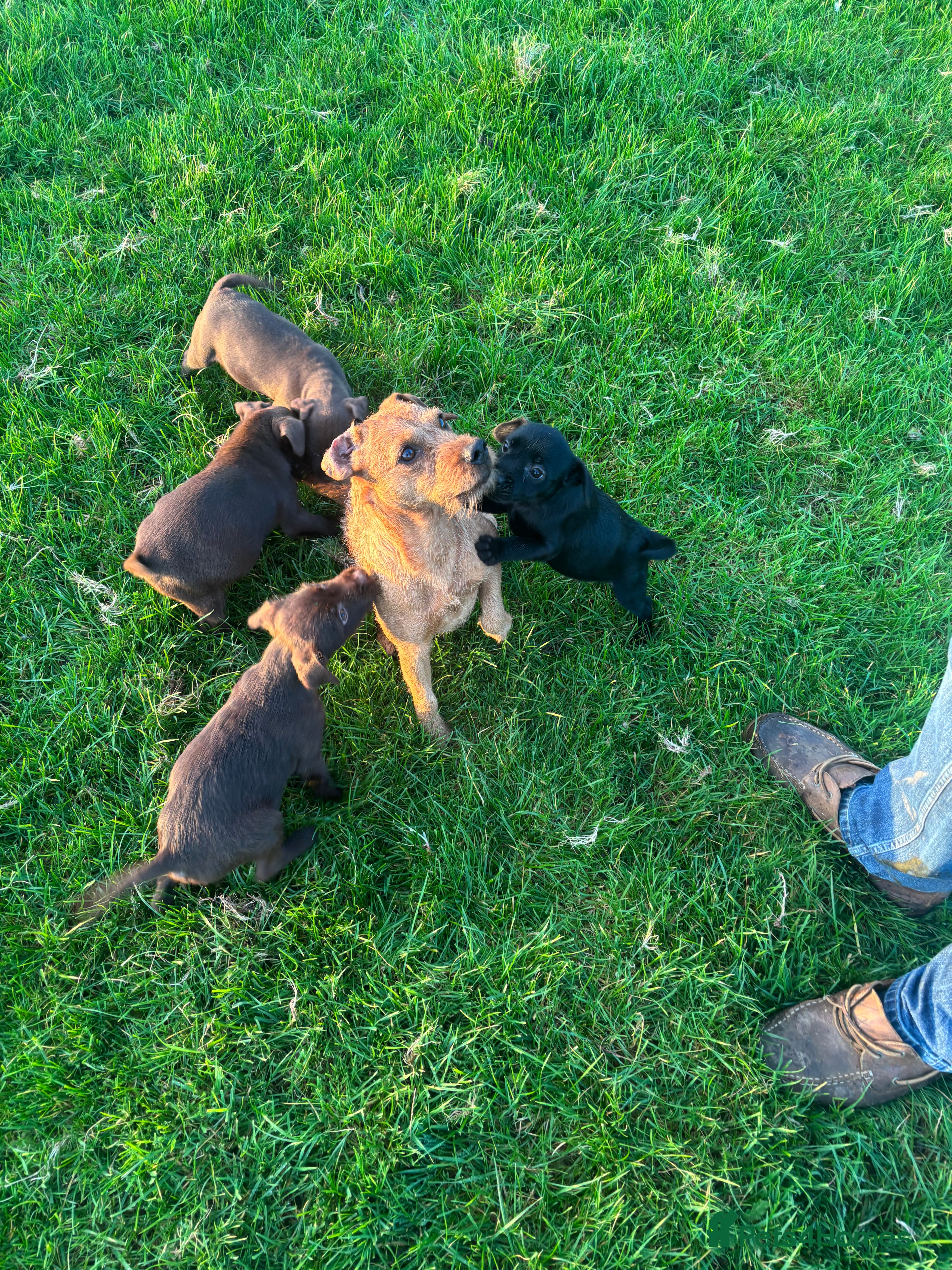 Patterdale Terrier dogs Perfect patterdale puppies - Advert 5