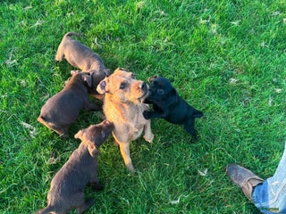 Patterdale Terrier dogs for sale - Advert 1