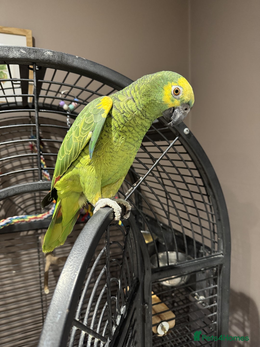 Parrots birds for sale: Blue fronted Amazon  - Advert 2