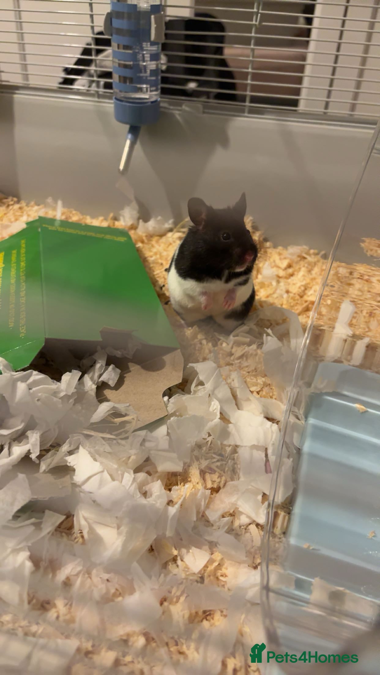 Hamster rodents Male Syrian Hamster  - Advert 15