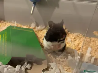 Hamster rodents Male Syrian Hamster - Advert 5