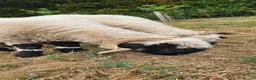 Sheep livestock for sale: Valais black nose sheep - Advert 4