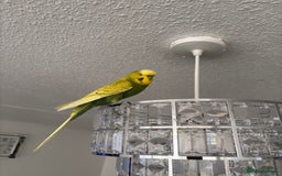 Budgerigars birds for sale: Free giveawayMale tamed budgie  - Image 3
